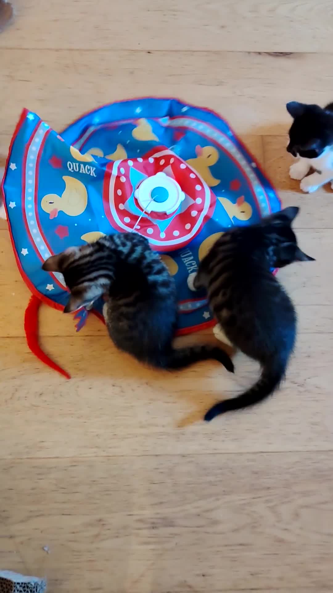 Mixed Breed cats for sale: 3 kittens Bengal X  - Video 1