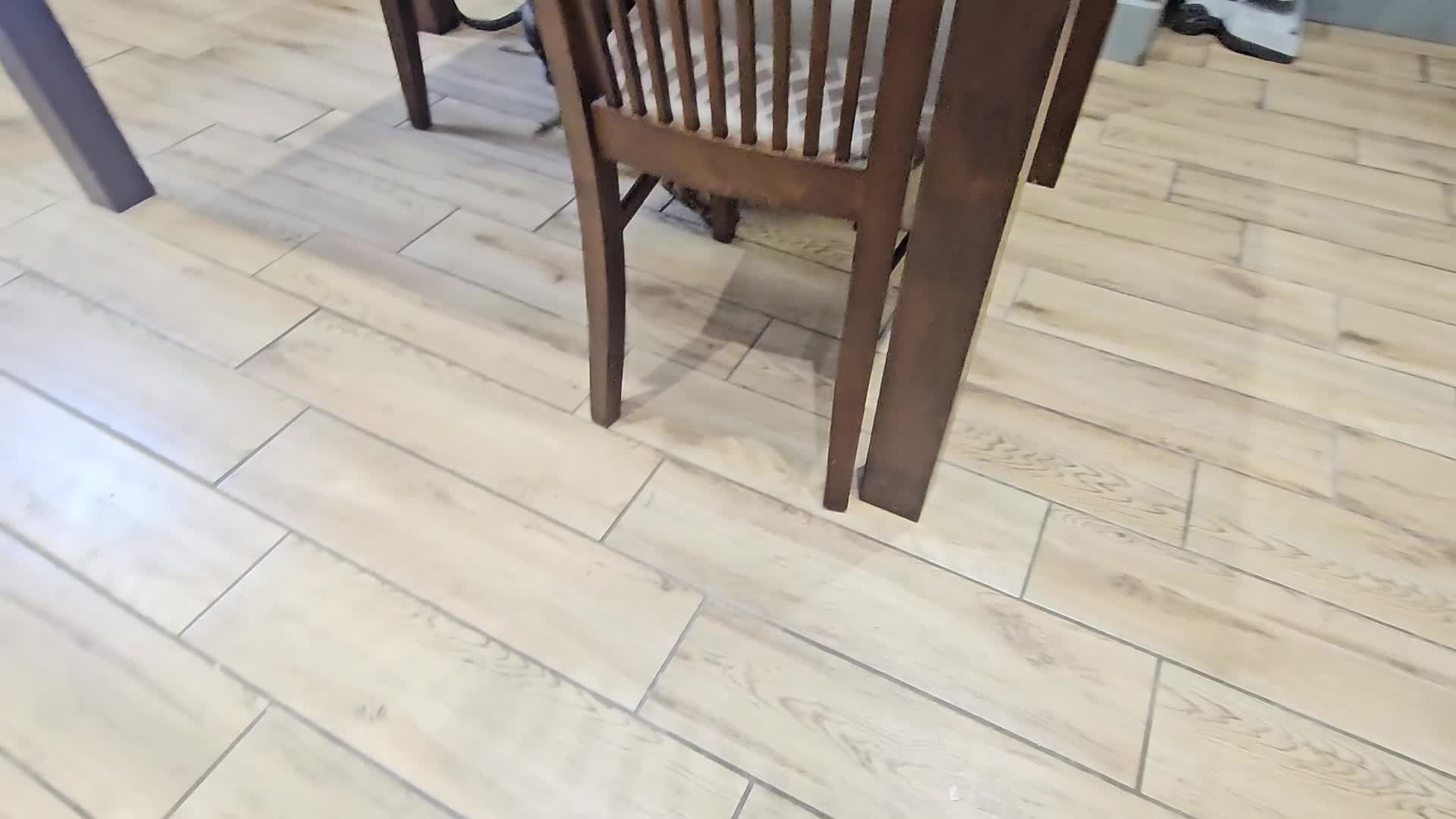 Great Dane dogs for sale: ONLY 1 LEFT Brindle Male Great Dane FULLY VACC'D - Video 1