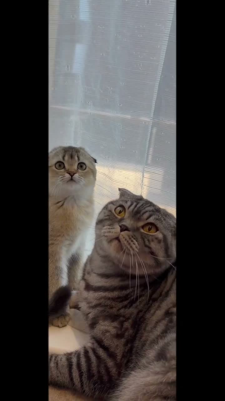 Scottish Fold cats for sale: 🐱✨ Beautiful Golden Scottish Fold Kitten - Video 2