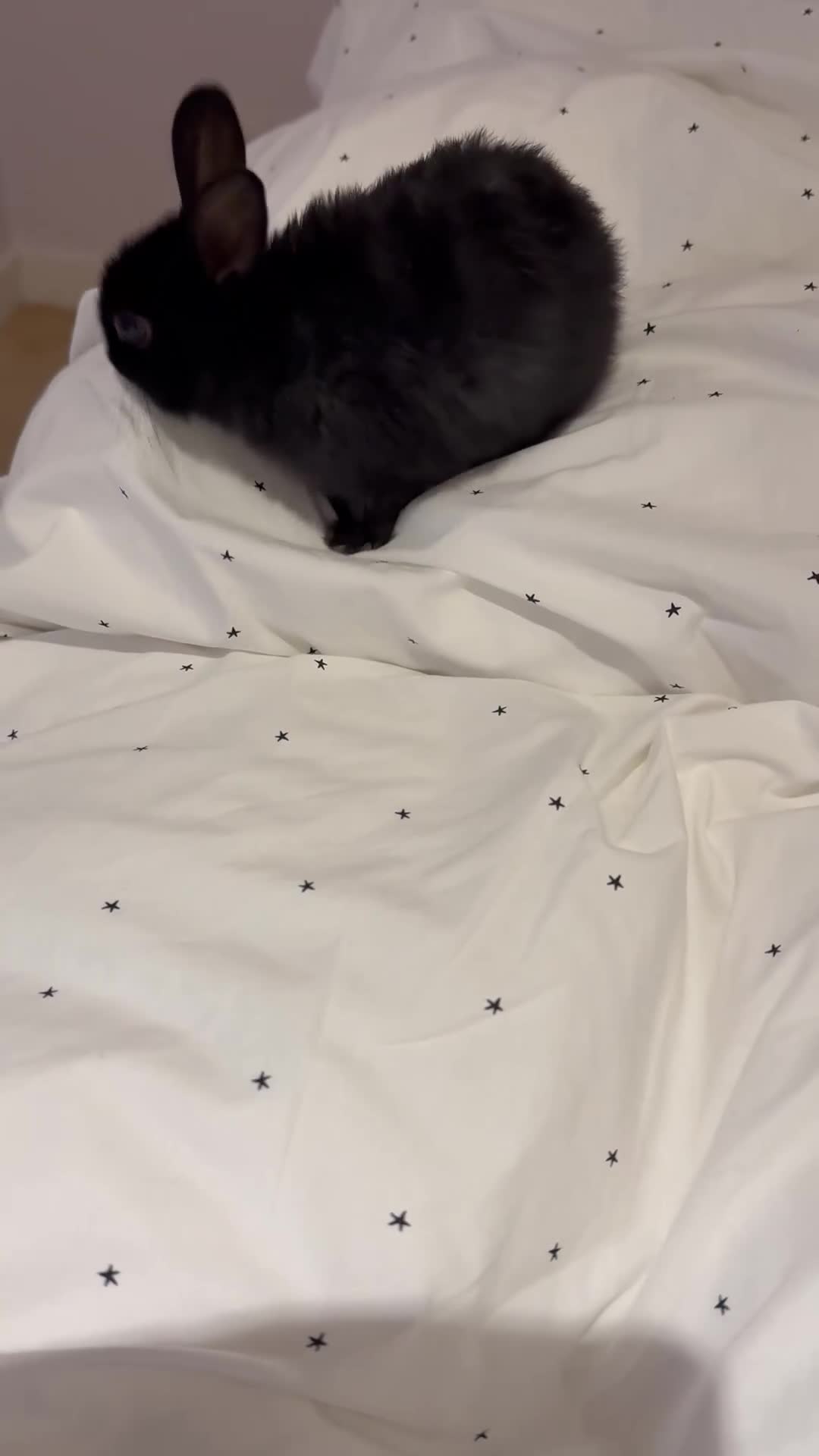 Netherland Dwarf rabbits for sale: Netherland Dwarf Rabbits  - Video 2