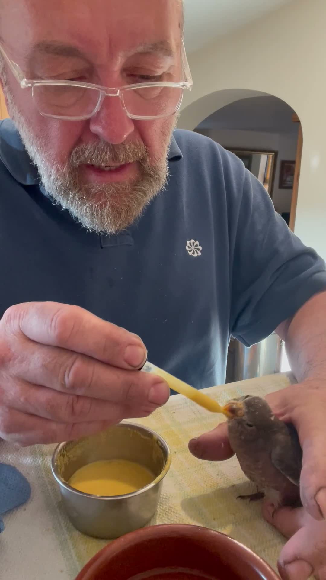 Parakeets birds for sale: Hand reared Bourkes Parakeets  - Video 1