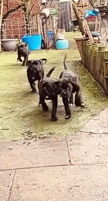 Cane Corso dogs for sale: Cane Corso Puppies Full pedigree  - Video 2