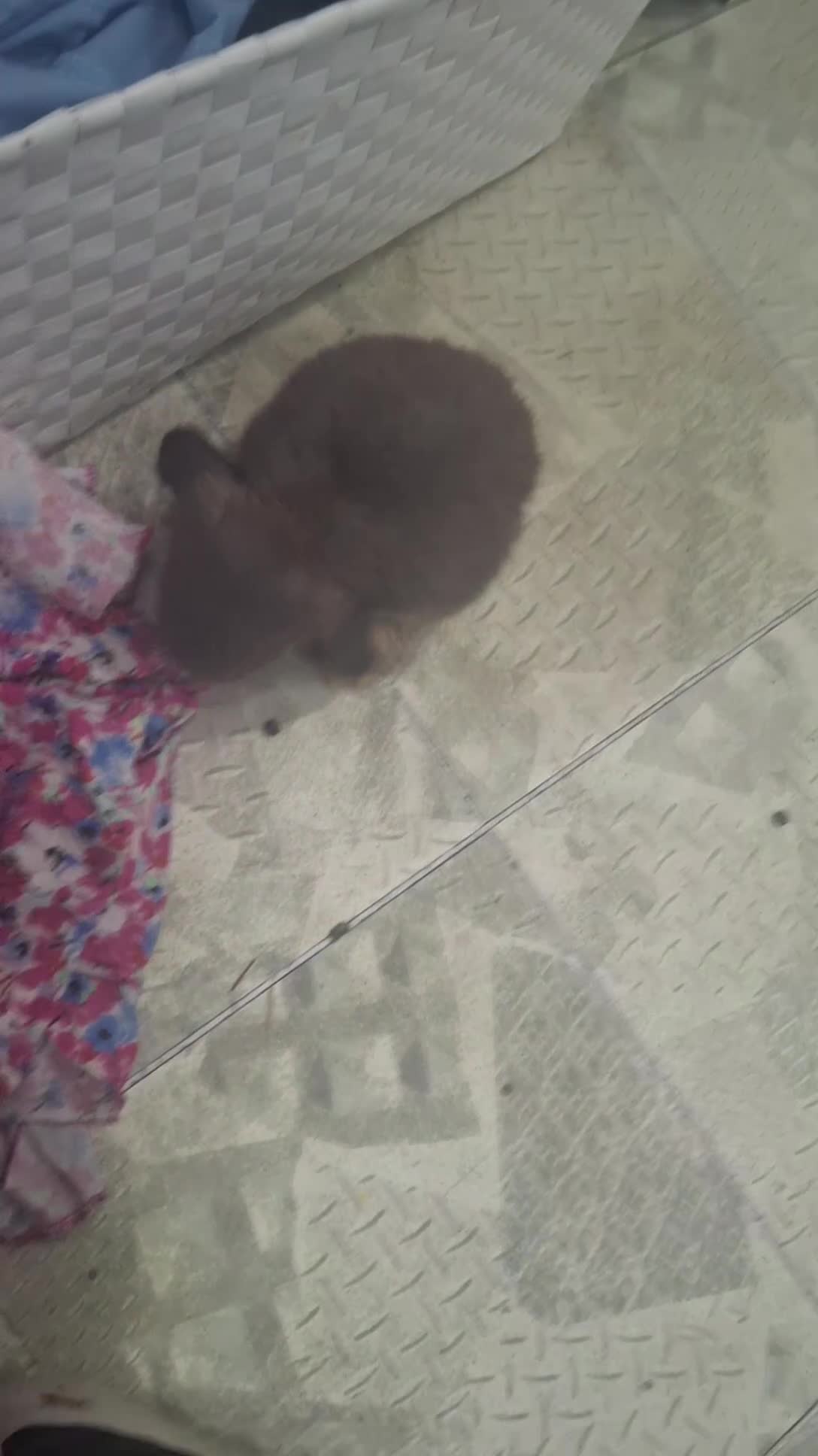 Mini Lop rabbits for sale: 4 beautiful mini lops, 2 boys 2 girls - Video 5