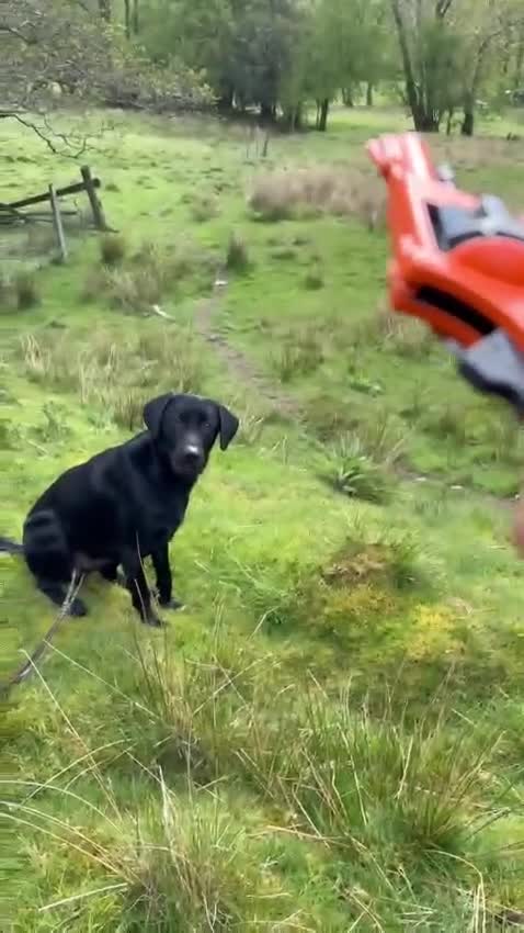 Labrador Retriever dogs for sale: 3 year old part trained black Labrador  - Video 1