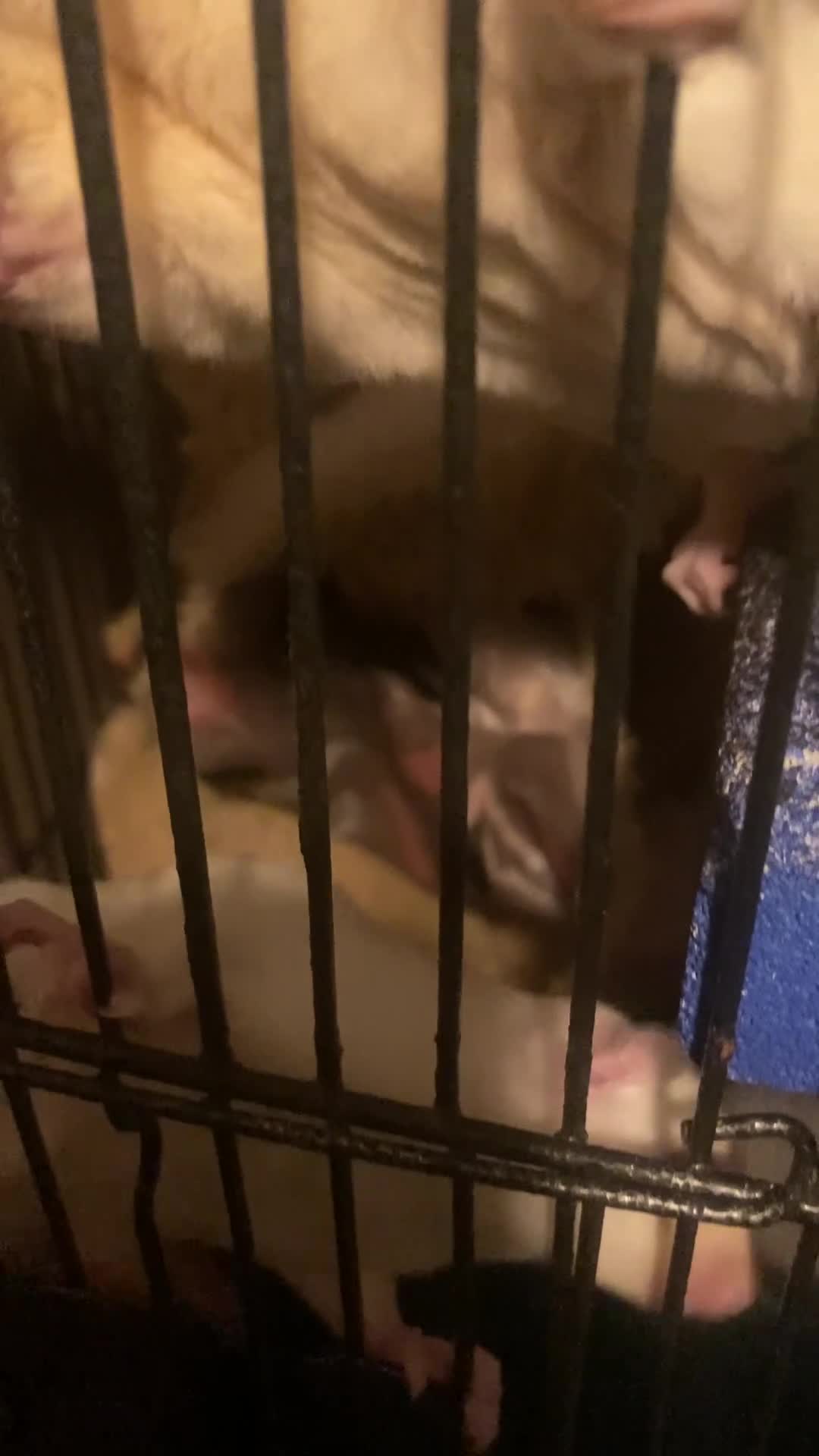 Sugar Glider rodents for sale: Ruby red eye leucistic baby sugar gliders  - Video 1