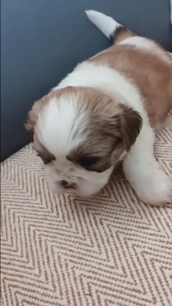 Shih Tzu dogs for sale: Angel’s Shih zhus  - Video 3