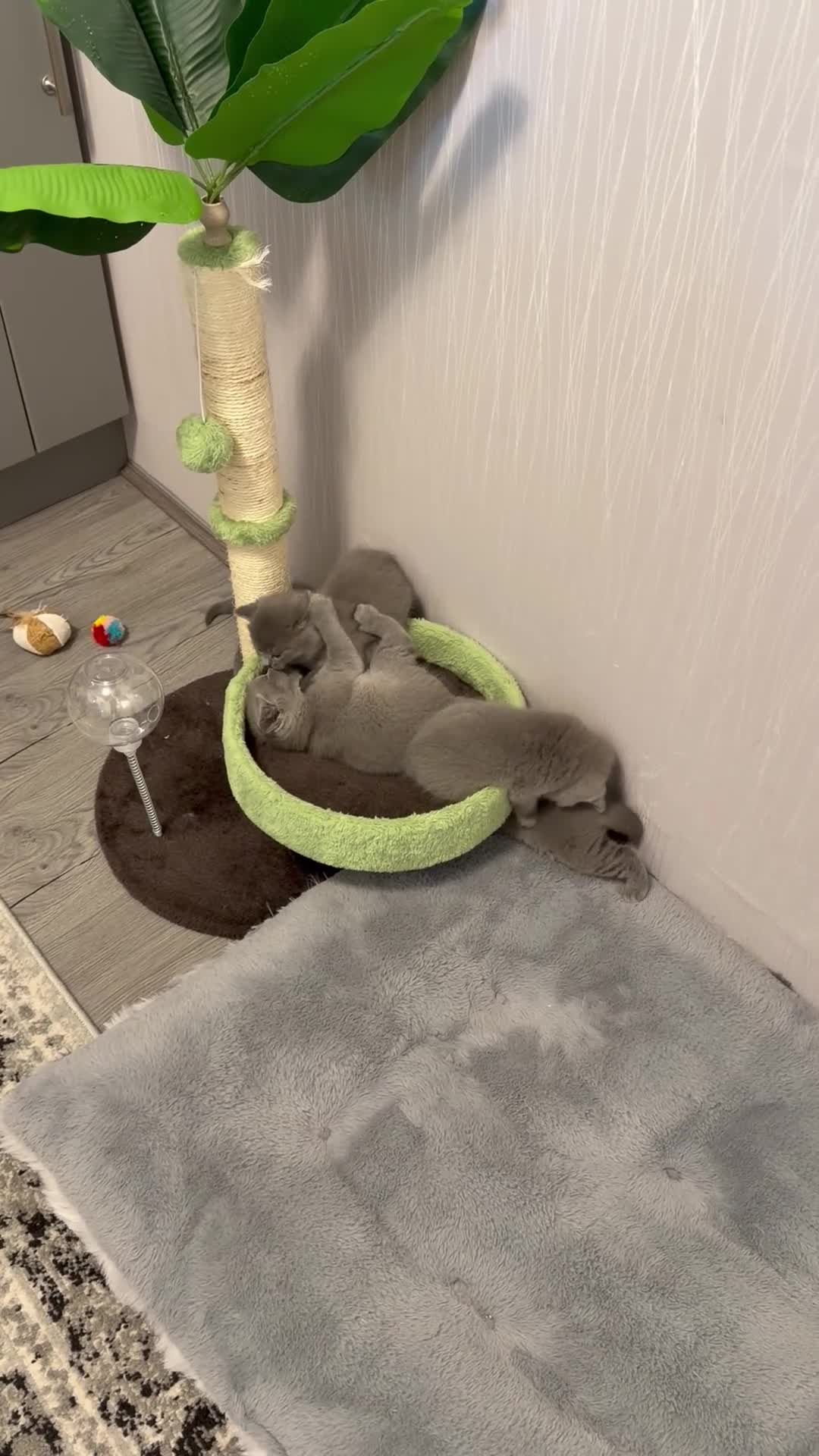 British Shorthair cats for sale: Only 1 Adorable British Shorthair boy left - Video 1
