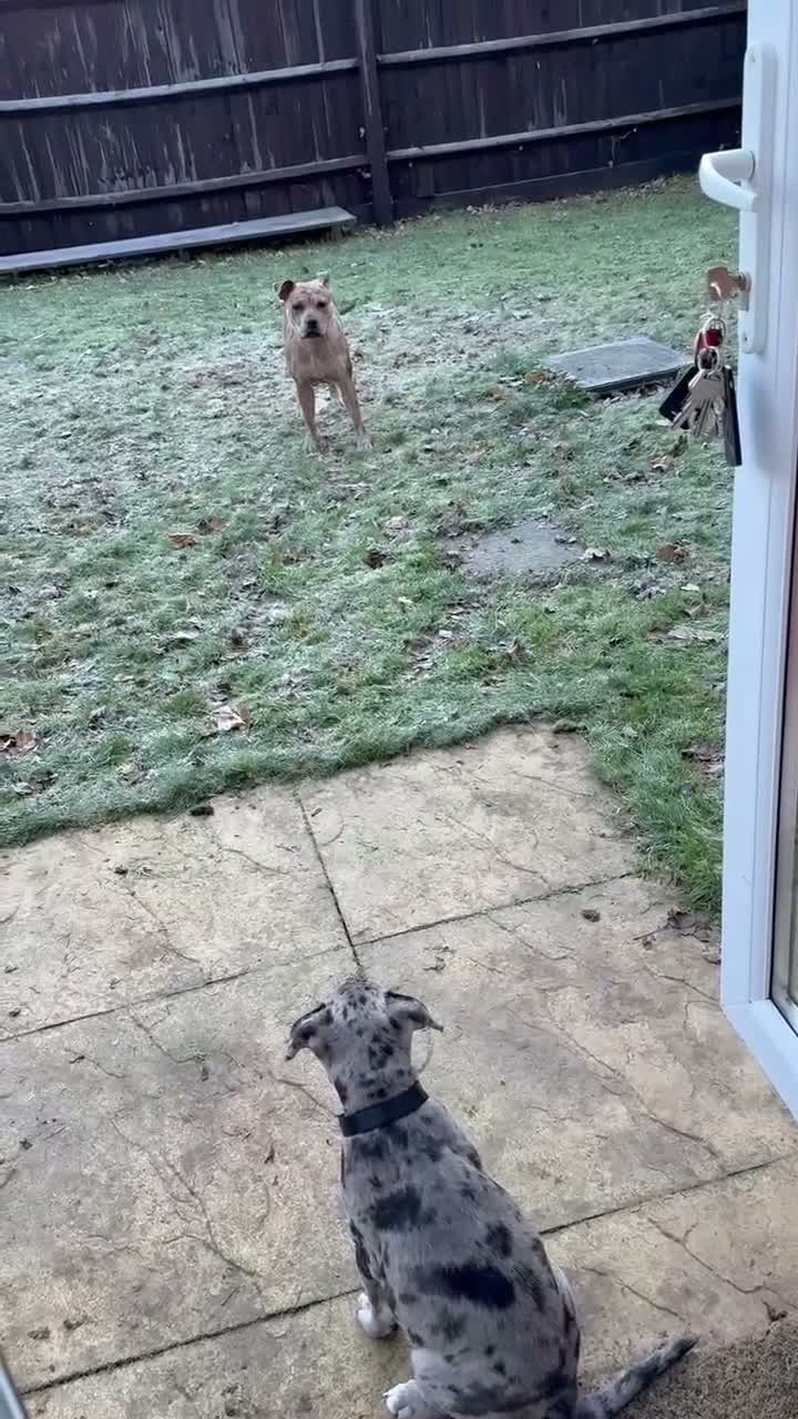 Staffordshire Bull Terrier dogs for sale: Beautiful Merle Staffy girl looking for home - Video 2
