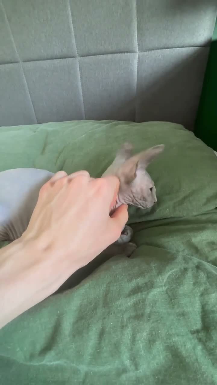 Sphynx cats for sale: Very loving and purring sphynx girl   - Video 1