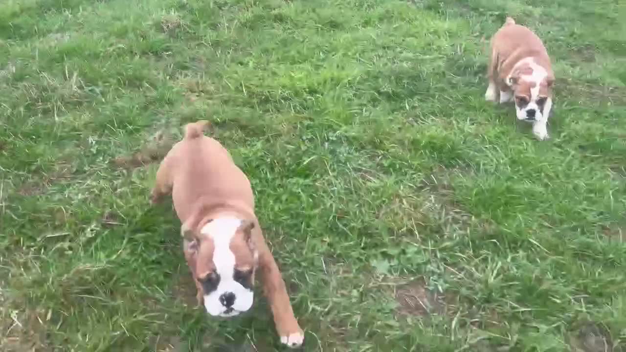 English Bulldog dogs for sale: 3 girls ready NOW *fully vaccinated, checked** - Video 1