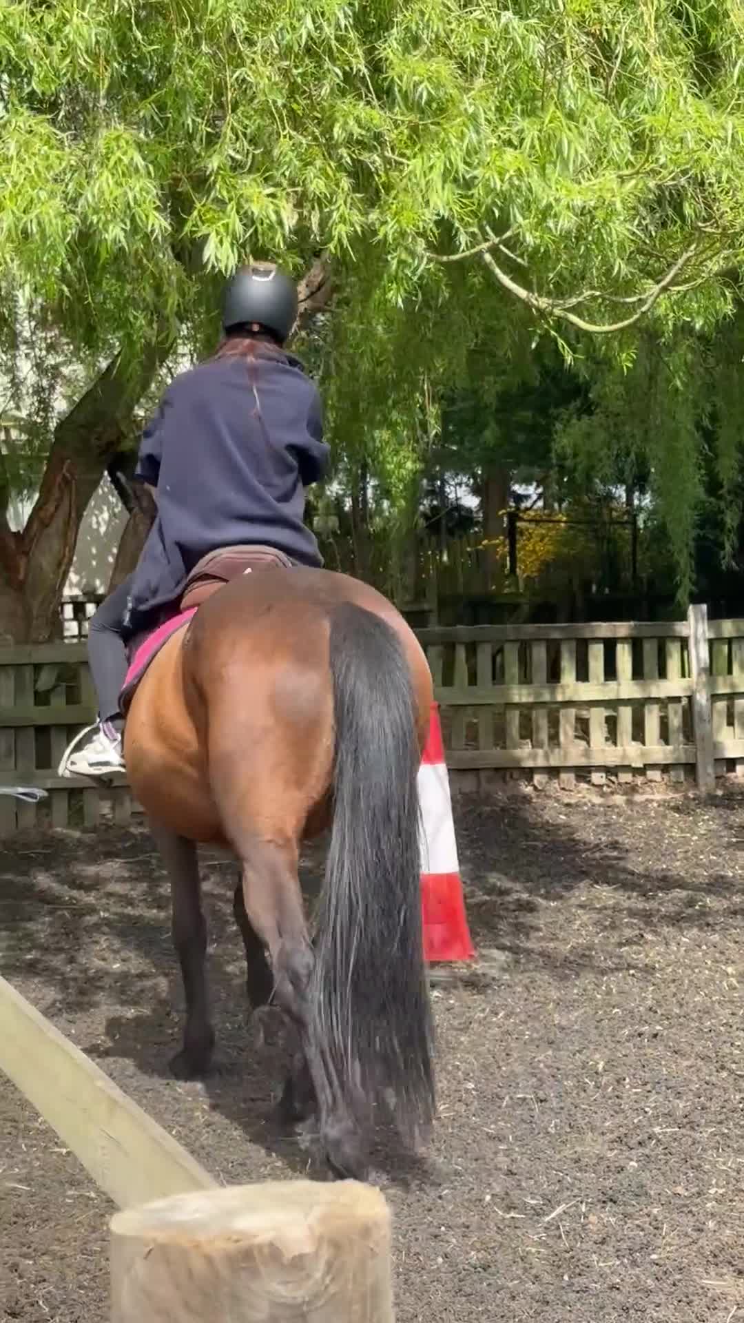 Other Breed horses for sale: School mistress/driving mare - Video 1