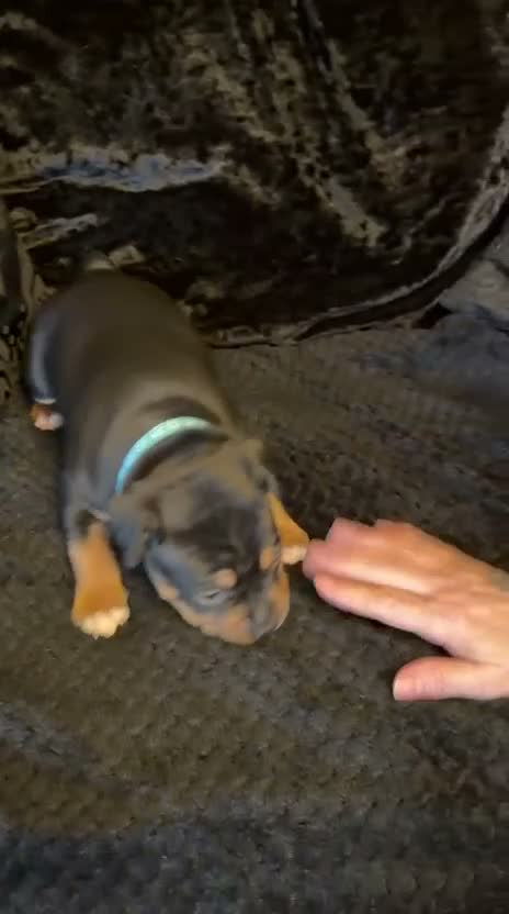 Staffordshire Bull Terrier dogs for sale: KC Reg Staffordshire Bull Terriors  - Video 4