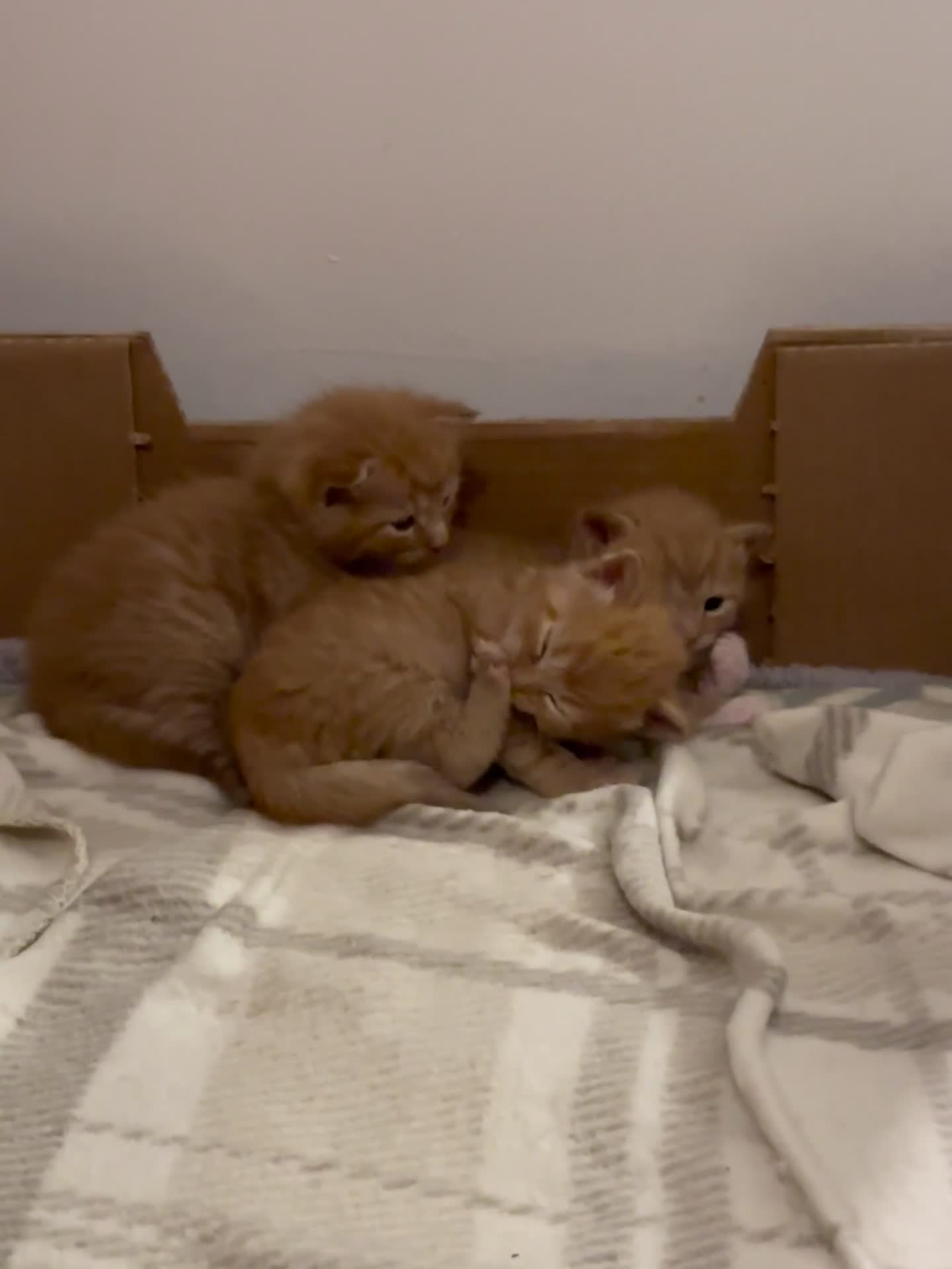 Domestic Shorthair cats for sale: 6 ginger kittens for sale - Video 2