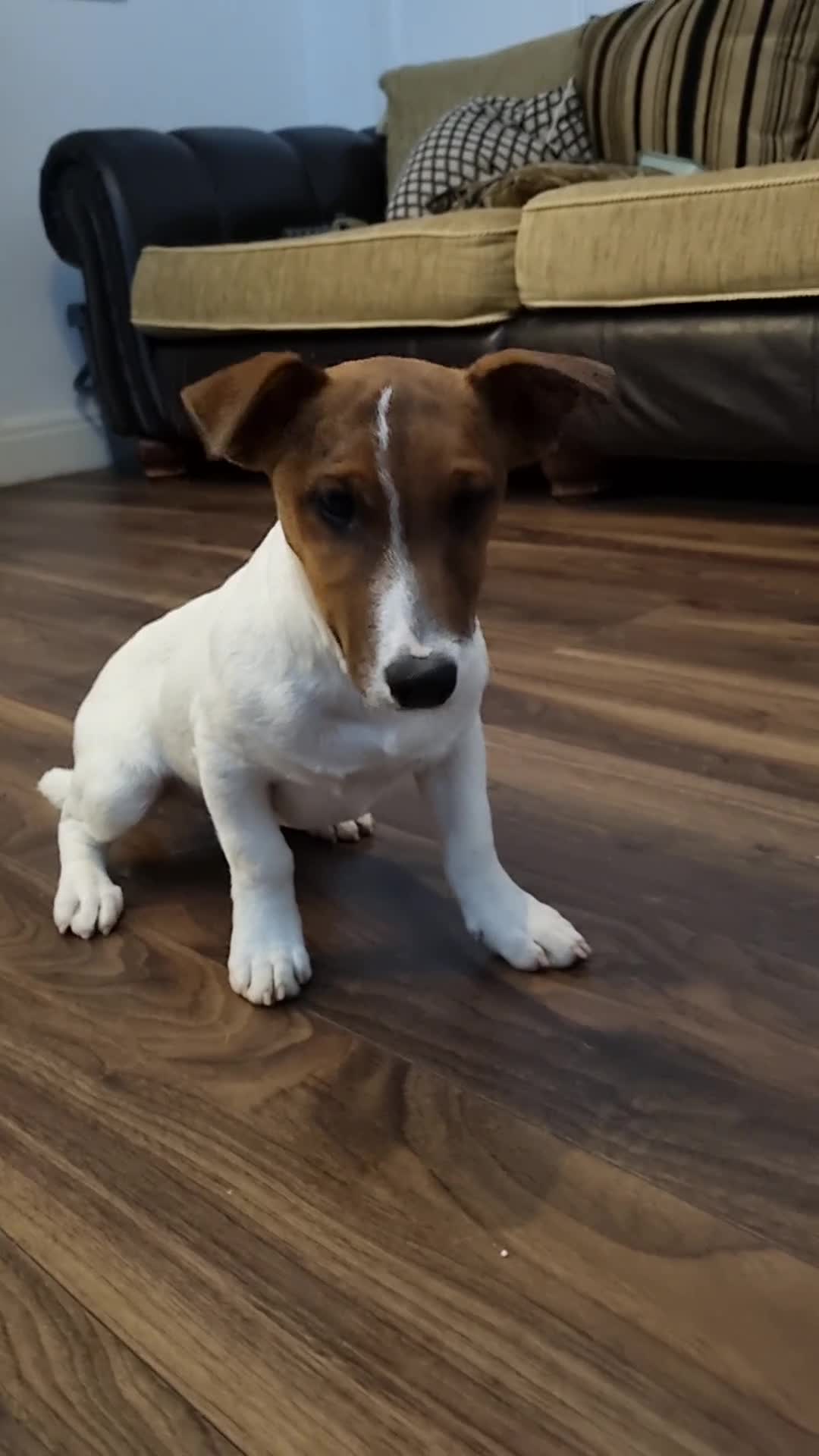 Jack Russell dogs for sale: Two 5 month jack russells for sale  - Video 1