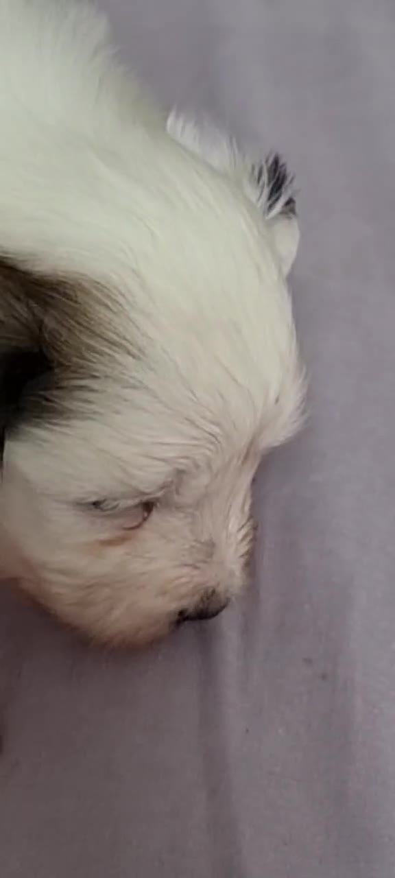 Chinese Crested dogs for sale: Chinese Crested Powder Puff Puppies – Ready Now 🐾 - Video 2