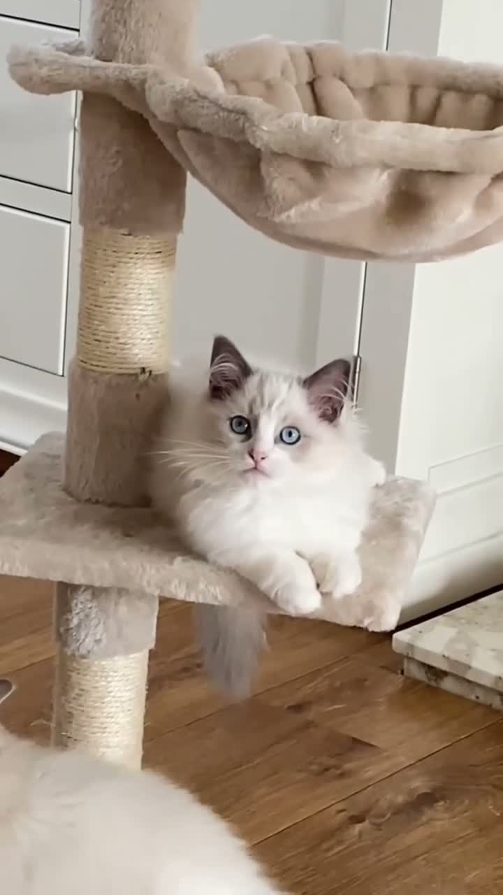 Ragdoll cats for sale: INDOOR GCCF REGISTERED RAGDOLL KITTENS - Video 4