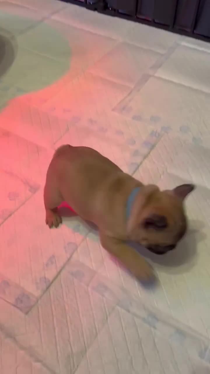 French Bulldog dogs for stud: Mani standard red silver fbce RFG 1  in Edinburgh - Video 4