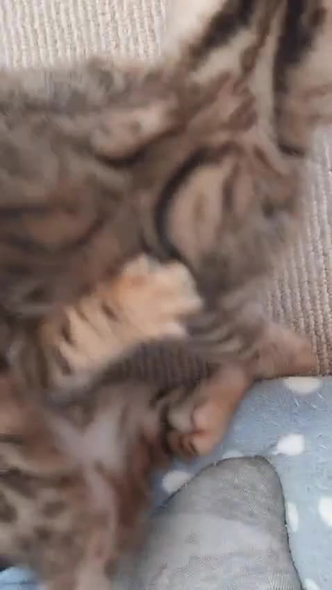 Bengal cats for sale: Bengal kittens- both parents TICA registered - Video 2