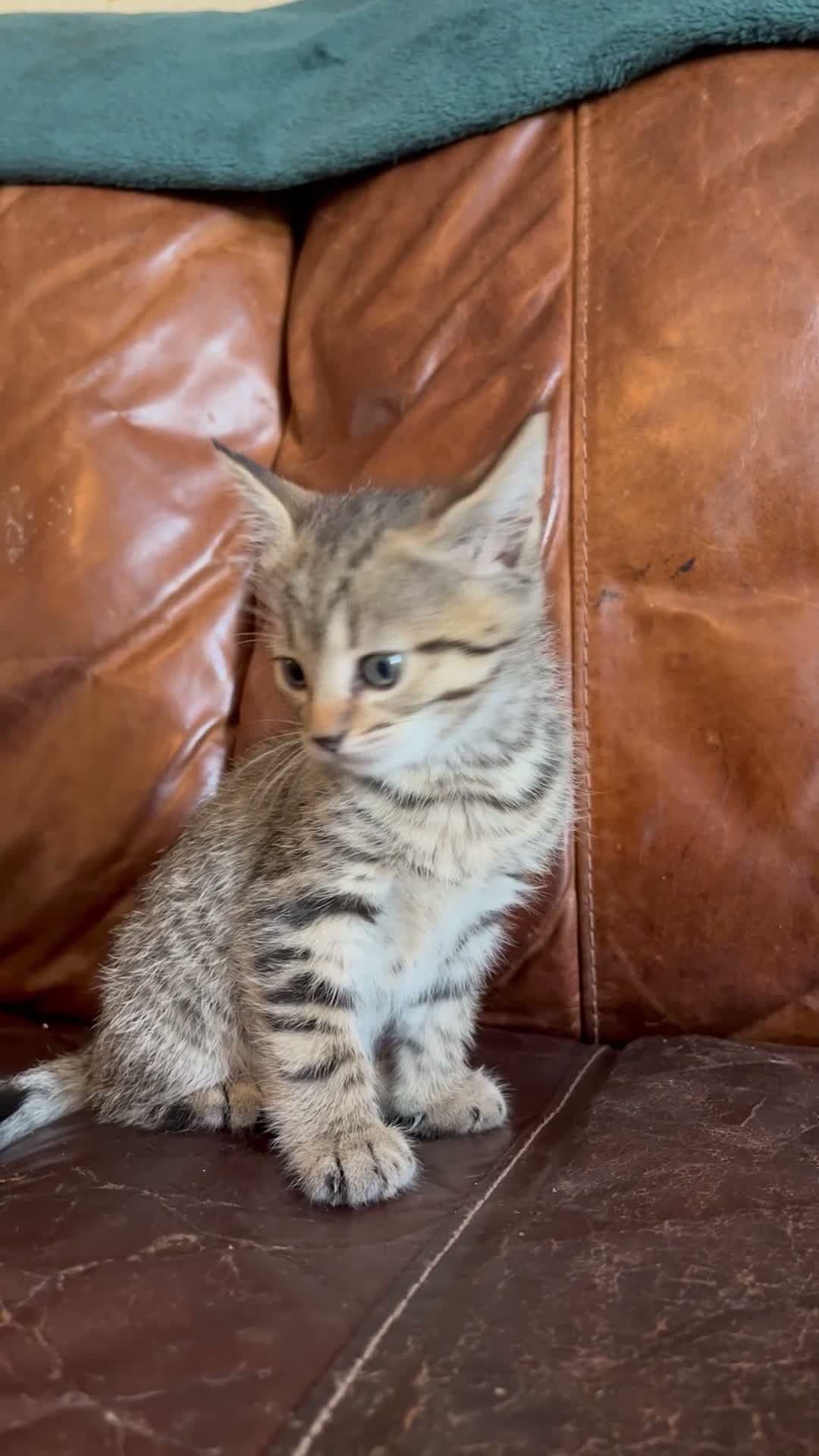 Domestic Shorthair cats for sale: Tabby kittens - Video 1