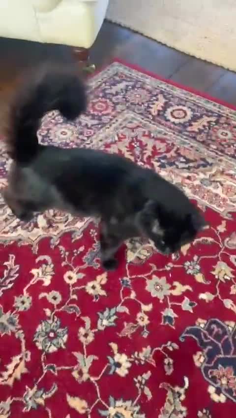 British Longhair cats for sale: Big Fluffy Tom Cat - Video 1