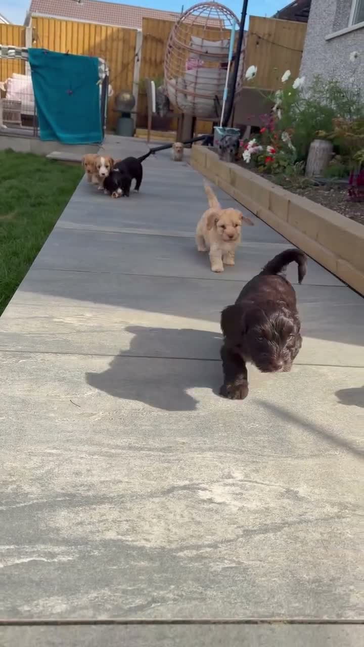 Cockapoo dogs for sale: 2 gorgeous girls - miniature cockapoos  - Video 4