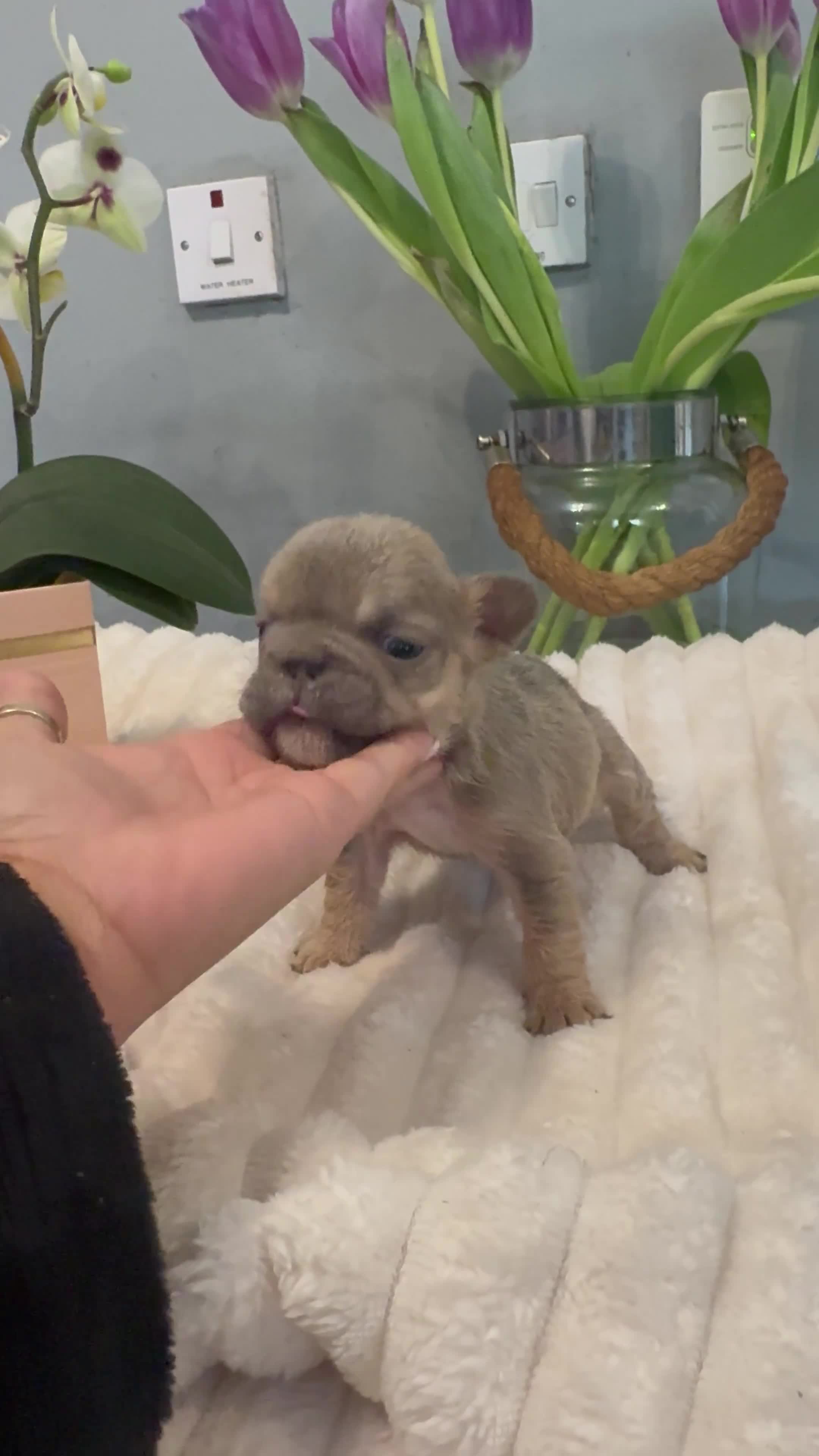 French Bulldog dogs for sale: 🩷🏡 Adorable fluffy French Bulldogs - Video 4