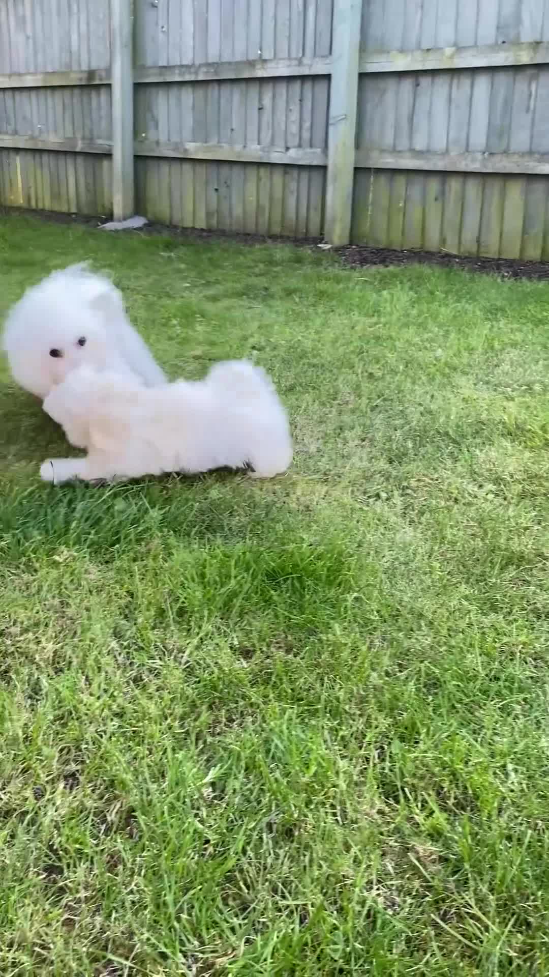Bichon Frise dogs for sale: Beautiful Bichon Puppies – 3 Girls & 2 Boys - Video 1