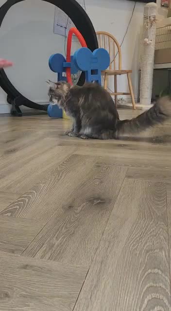 Maine Coon cats for sale: Stunning Dolly tica registered blue ticked tabby - Video 2