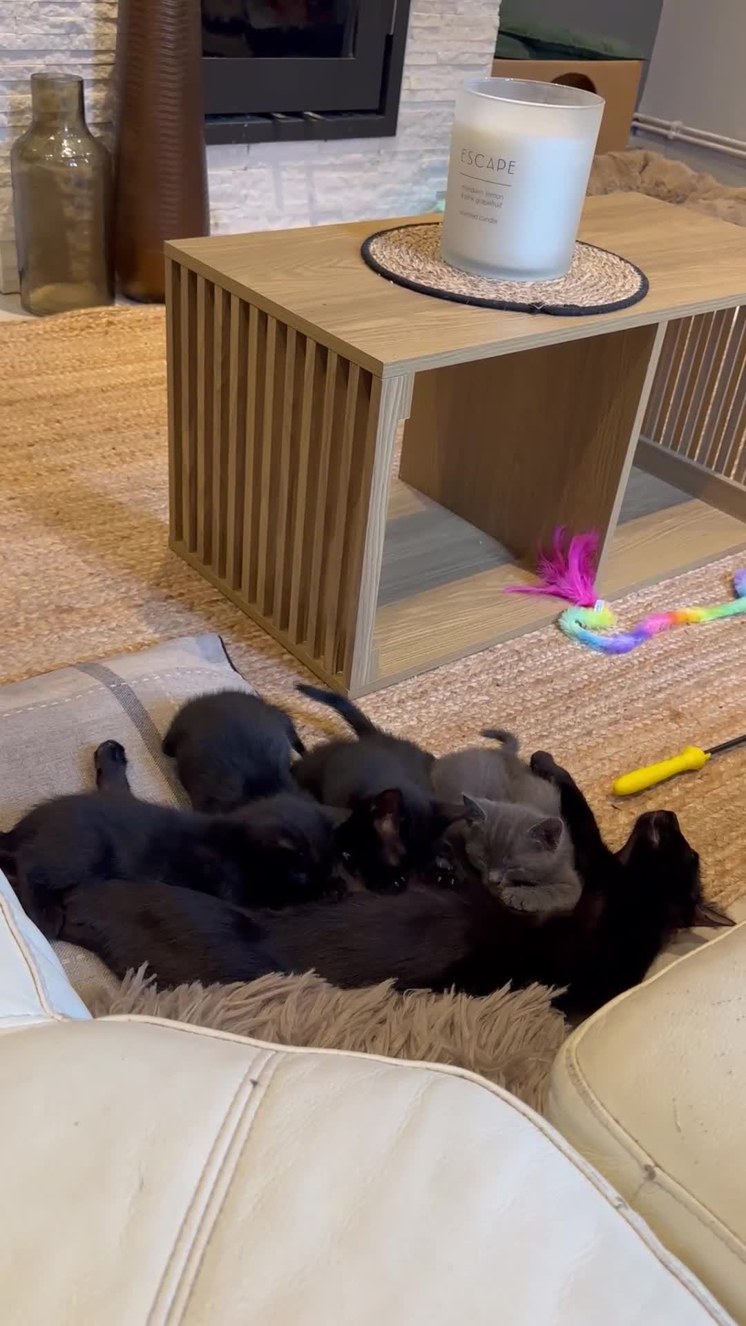 Mixed Breed cats for sale: Black and Blue/ Grey Domestic Short Hair Kittens in Harlow - Video 3