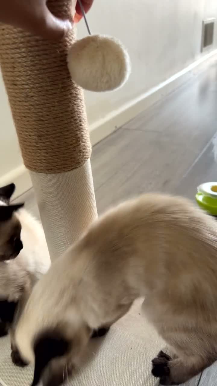 Siamese cats for sale: 2 beautiful Siamese kittens up for sale in Ashford - Video 3