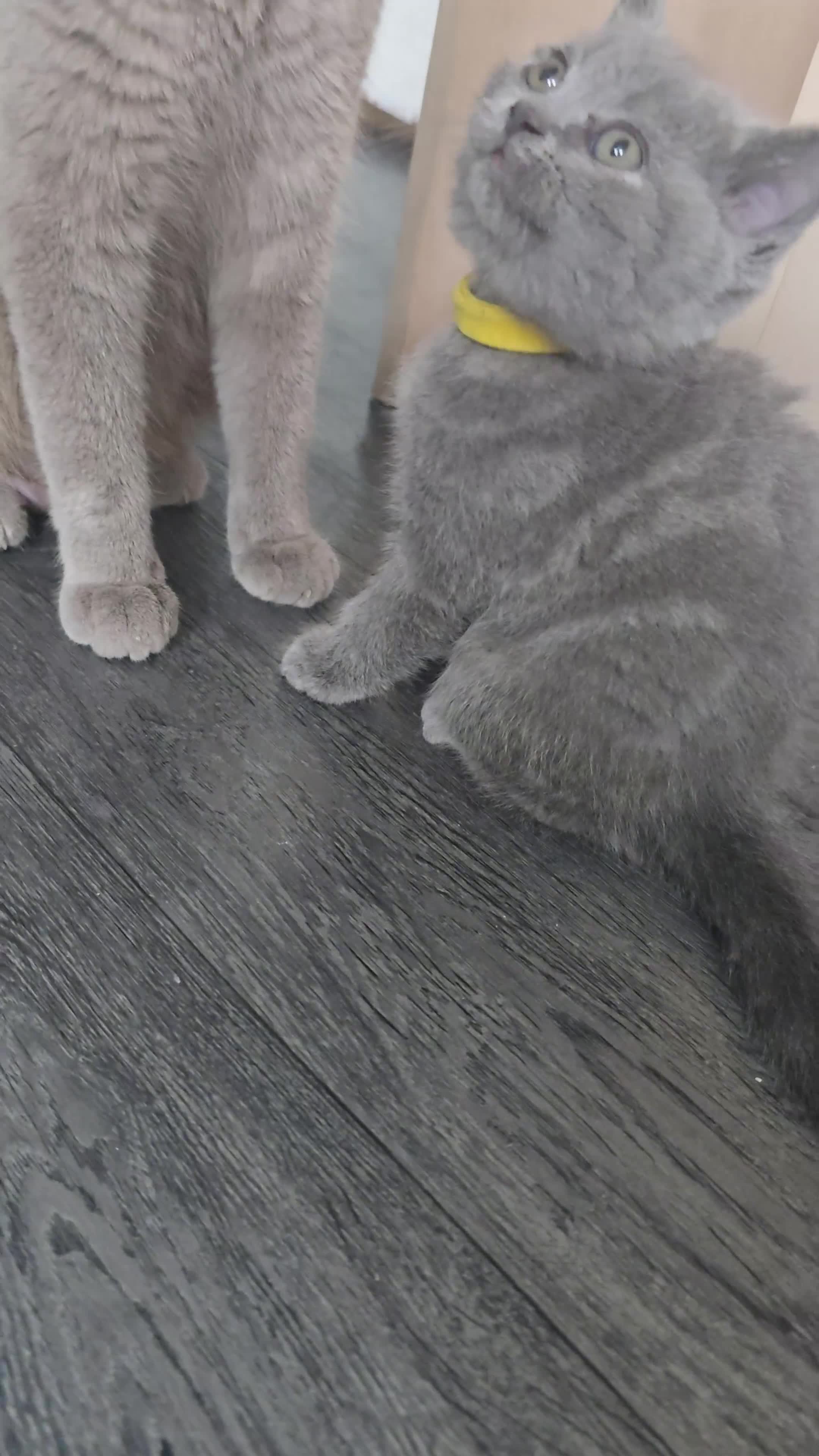 British Shorthair cats for sale: British Shorthair  kittens  - Video 2