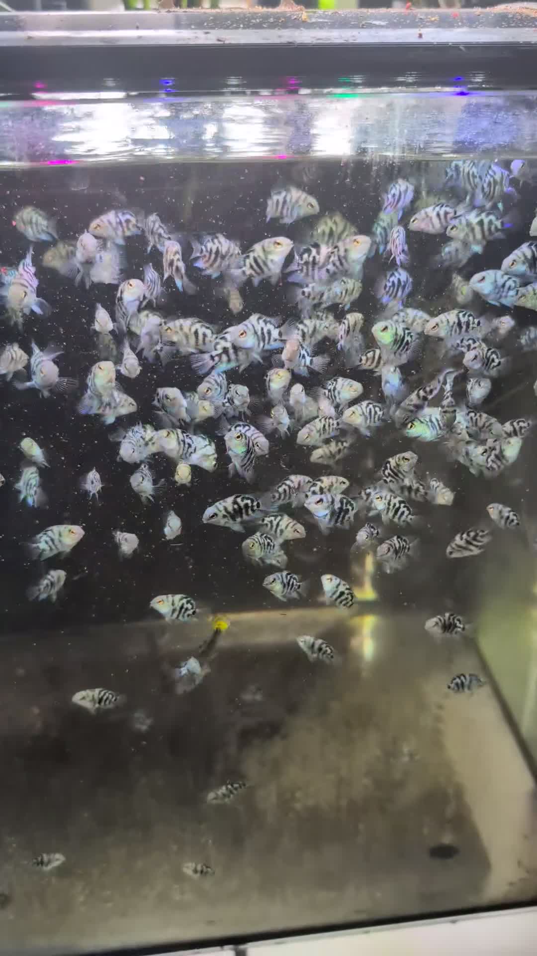 Cichlids fish for sale: Polar parrots fish - Video 1