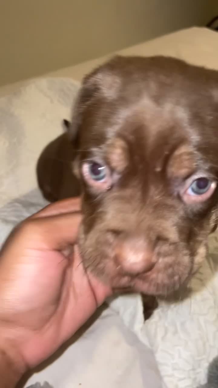 Mixed Breed dogs for sale: Cane corso x catahoula x bulldog mixbreed - Video 4