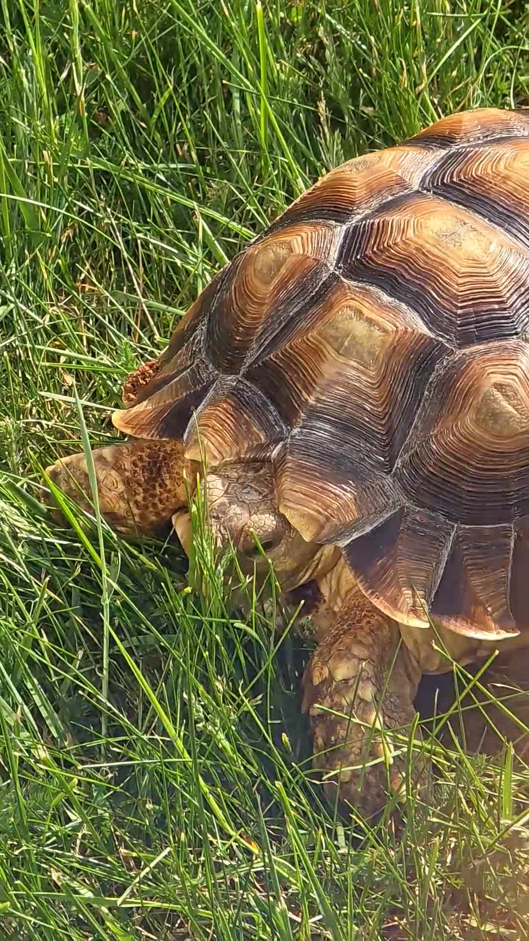 Tortoise reptiles for sale: 3 year old Sulcata Tortoise  - Video 1