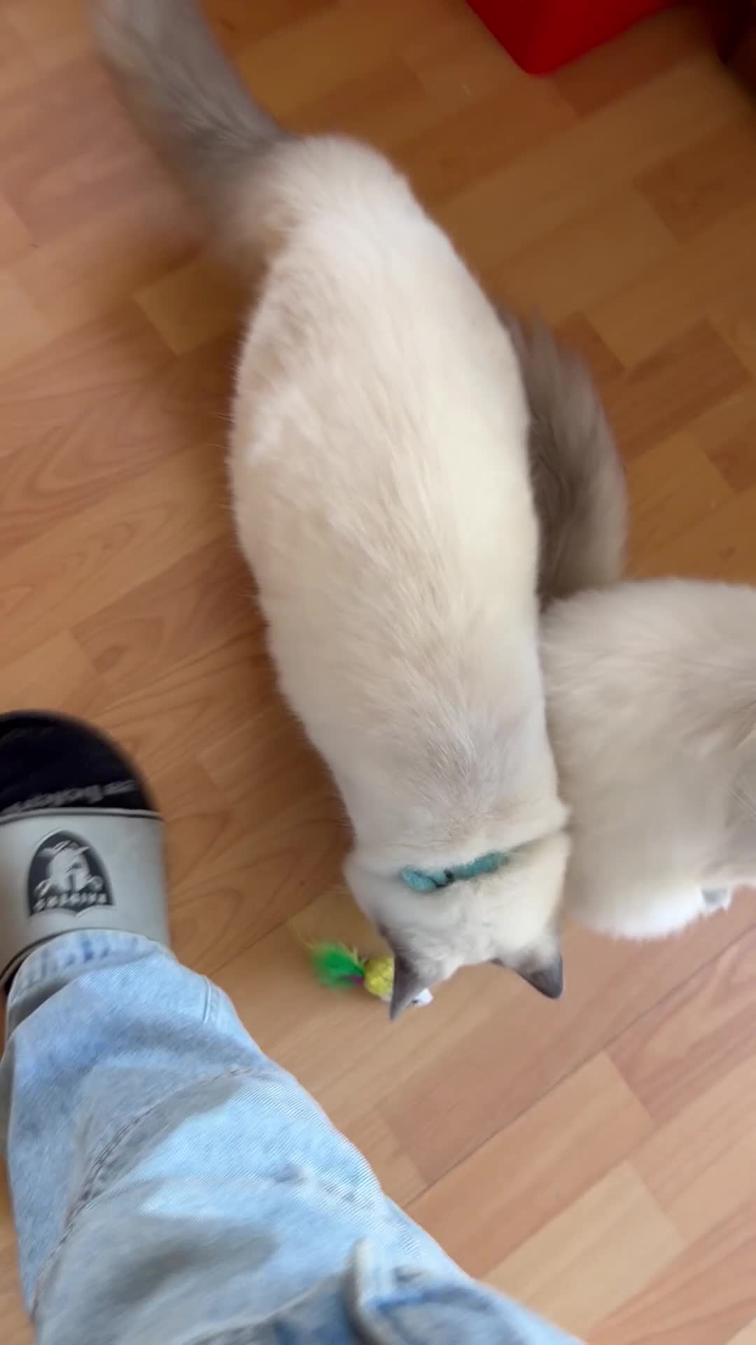 Ragdoll cats for sale: Ragdoll Kittens Looking for Their Forever Homes  - Video 4
