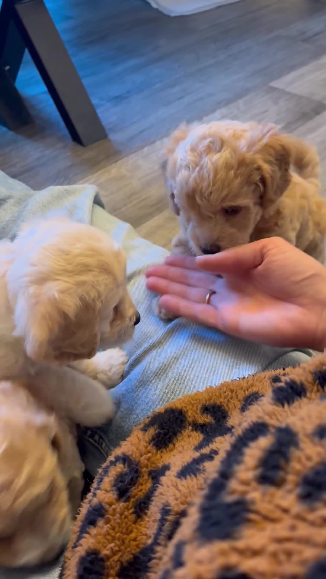 Cavapoochon dogs for sale: Lovely puppies looking for good home  - Video 3