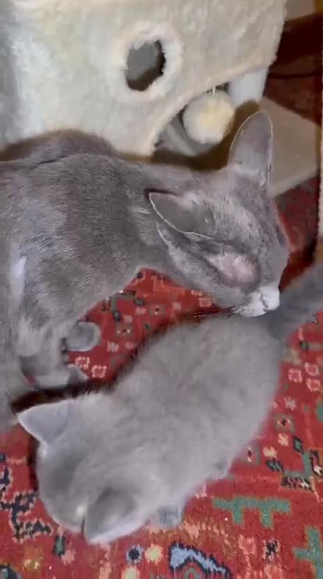 Russian Blue cats for sale: Beautiful pedigree boy - Video 1