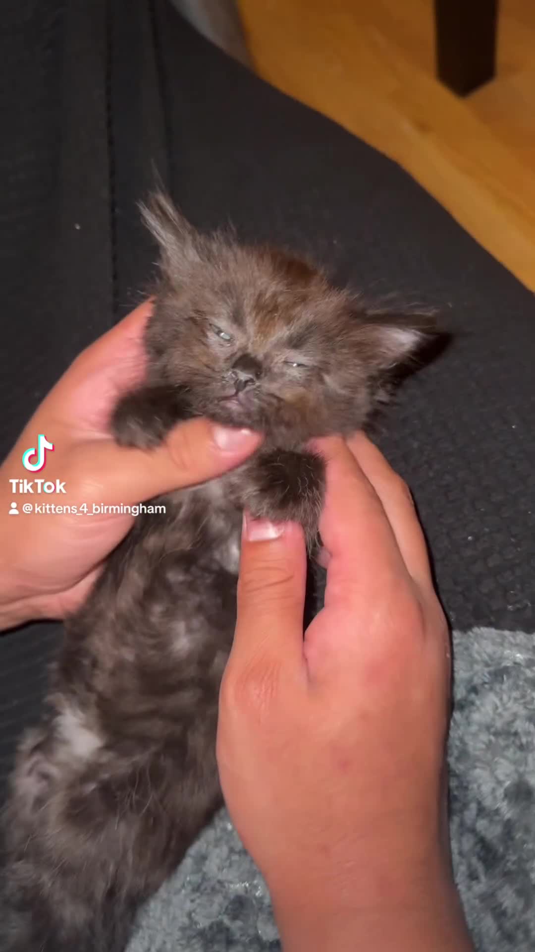 Ragdoll cats for sale: Ragdoll Mix Kitten 🐾 Only 1 Left! 📩 Read Desc in Birmingham - Video 1
