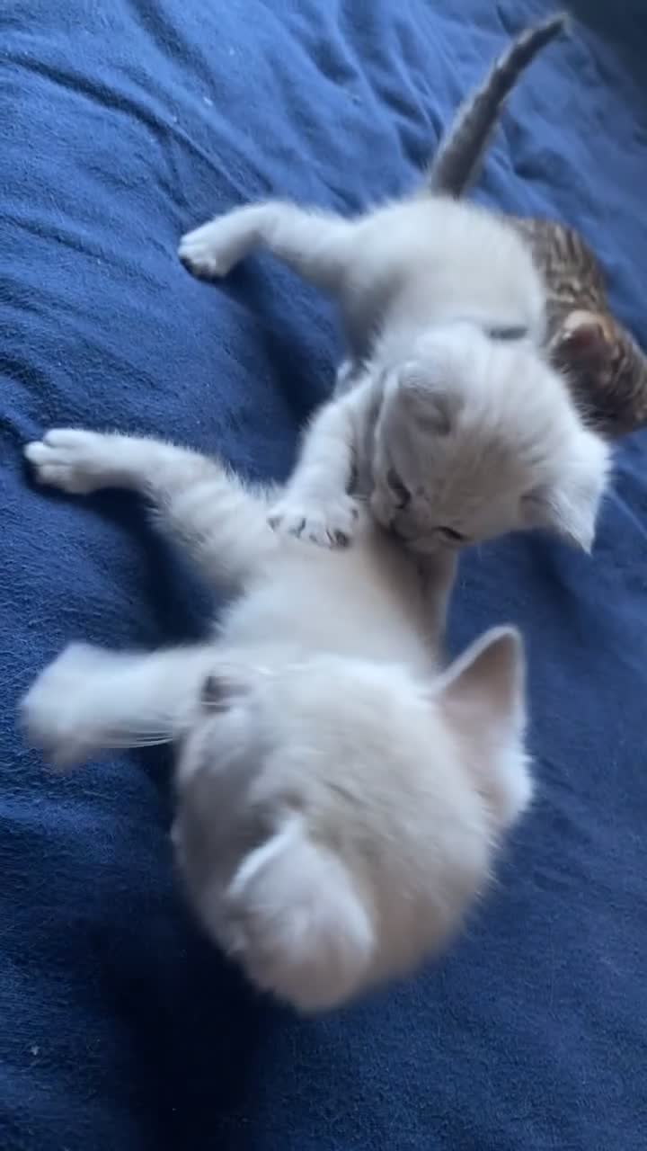 Scottish Fold cats for sale: Stunning Scottish fold kittens  - Video 3