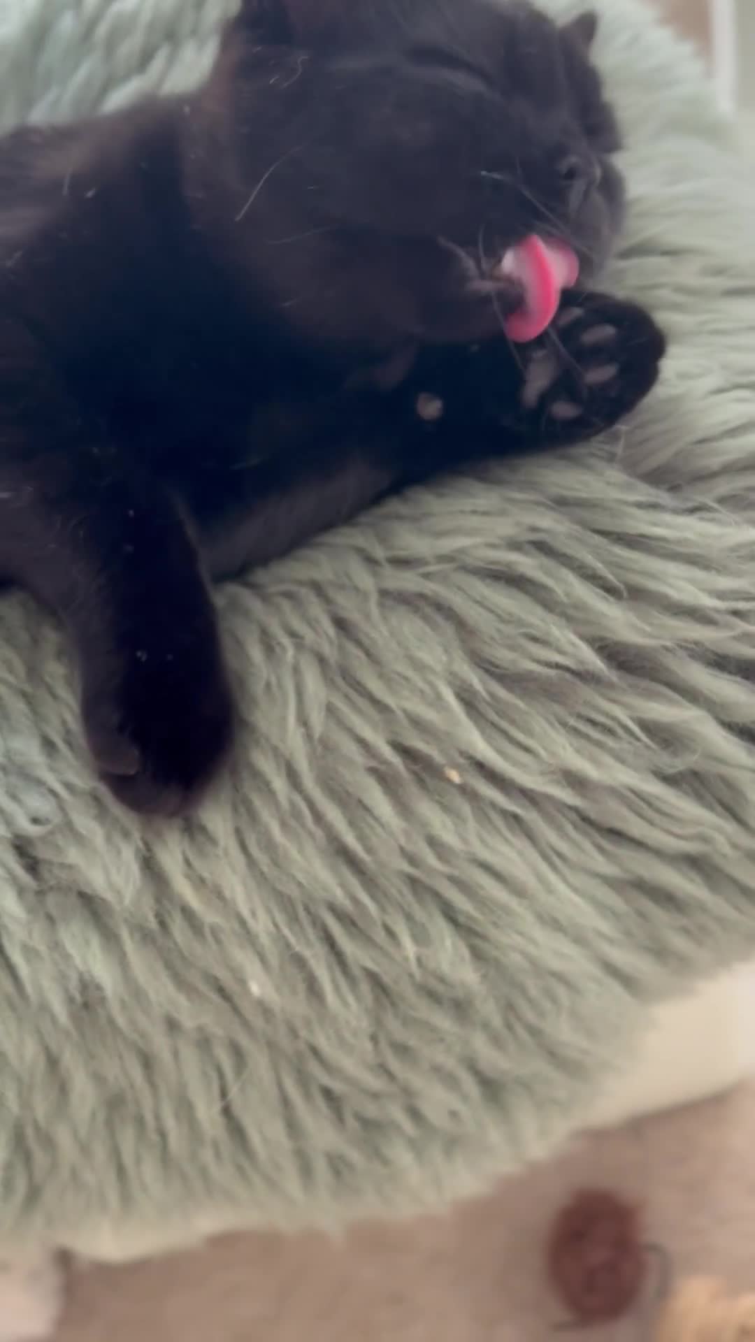 Scottish Fold cats for sale: Lovely Scottish straight girl - Video 2