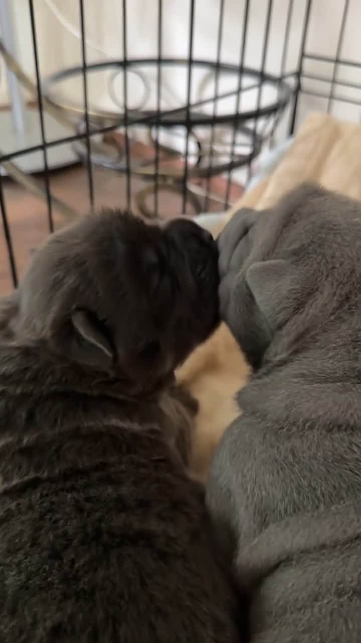 Shar Pei dogs for sale: Two beautiful Blue Shar Pei puppies (Male) - Video 4