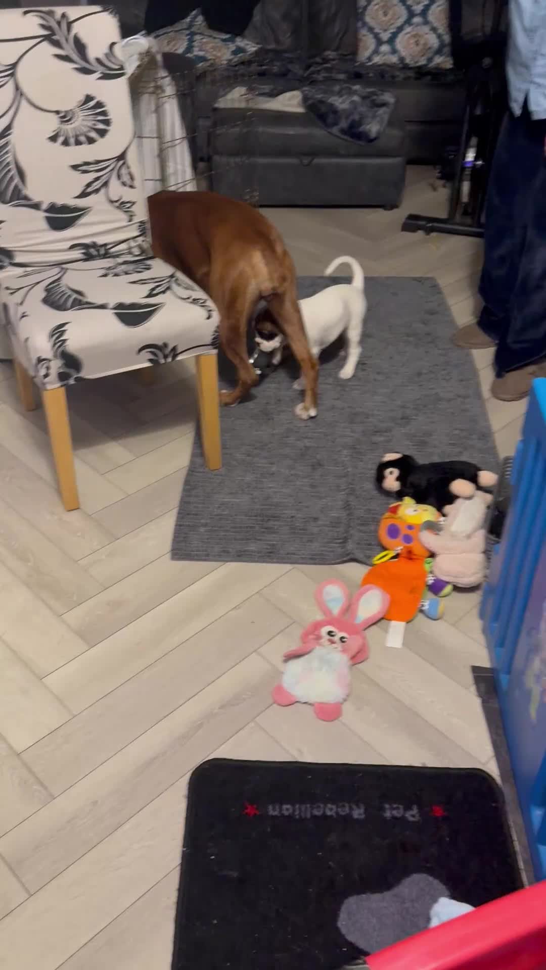 Boxer dogs for sale: Stunning White boy. - Video 5