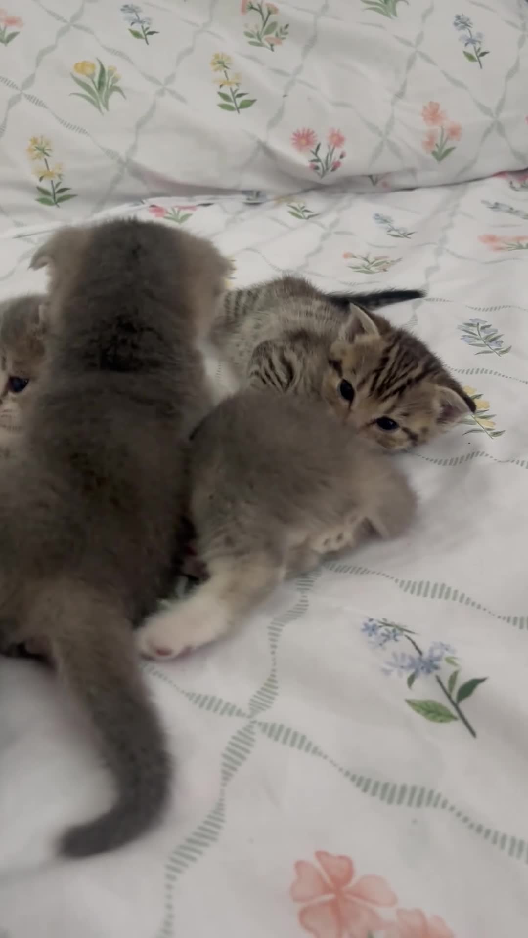 Scottish Fold cats for sale: beautiful scottish fold kittens 💕🧸 - Video 2