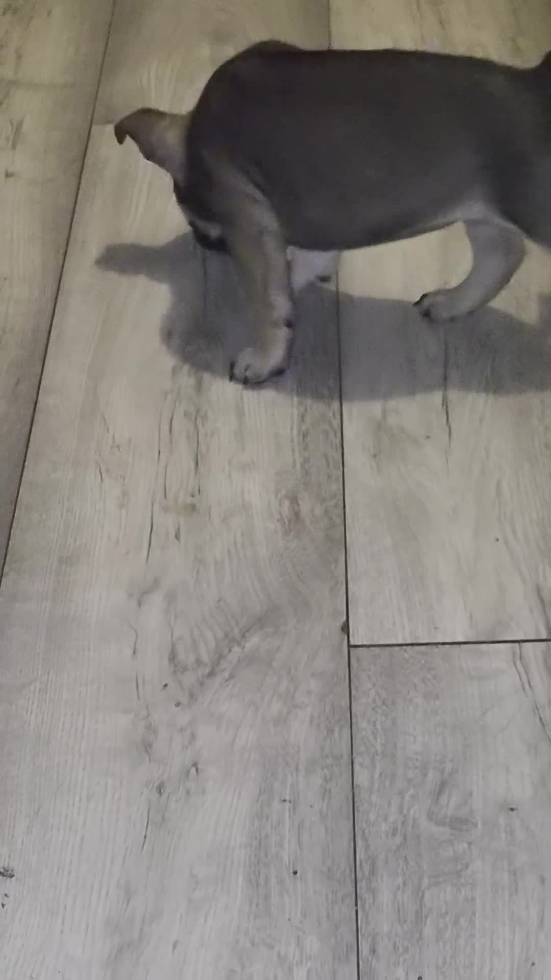 Mixed Breed dogs for sale:  Female Hybrid Bulldog Pups - Video 3