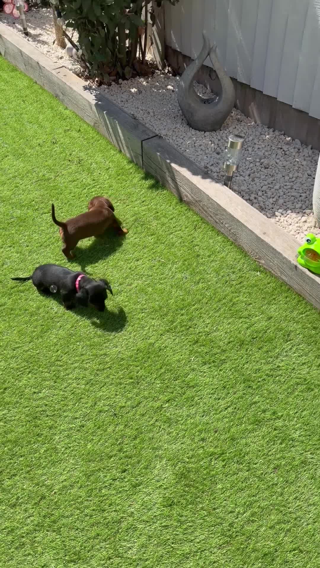 Miniature Dachshund dogs for sale: Minature dachshund puppies  - Video 4