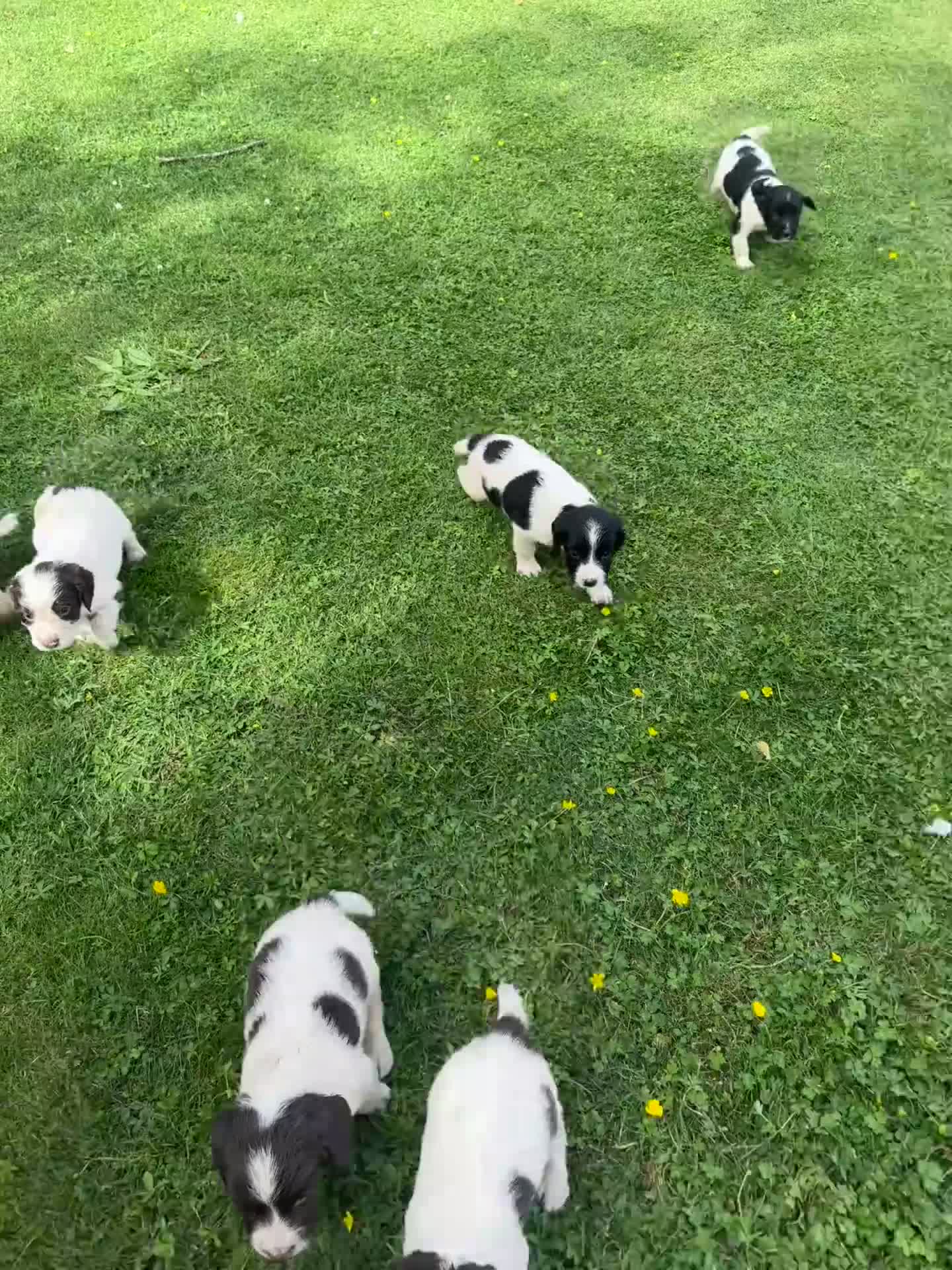English Springer Spaniel dogs for sale: KC springer spaniels 1 male left ready to go  - Video 2