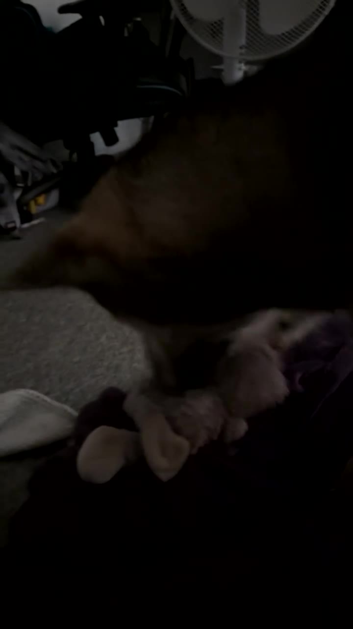 Mixed Breed cats for sale: Momo mane coon mix  - Video 3