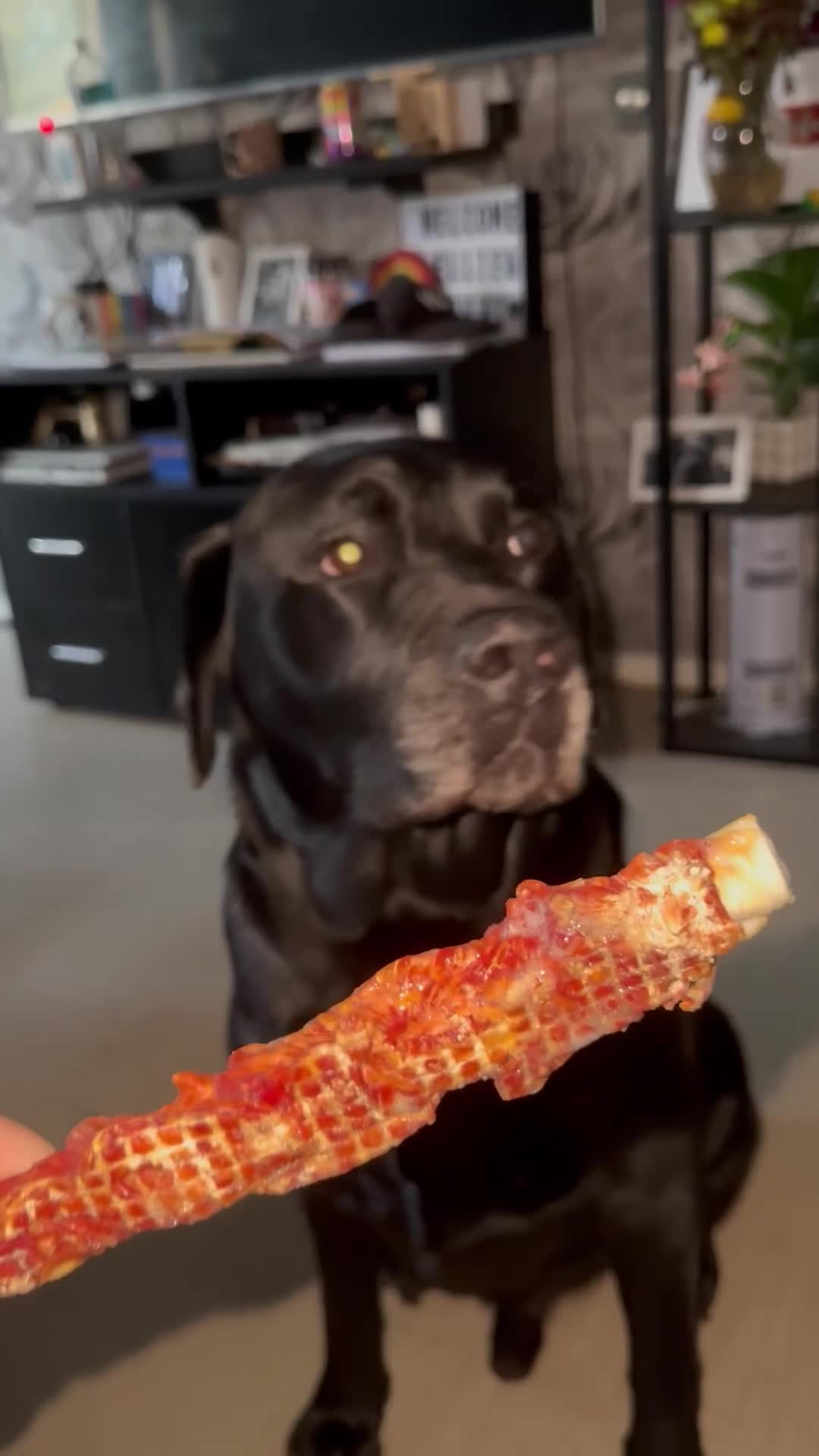 Mixed Breed dogs for stud: Labrador retriever mixed (advised Rottie/corso) in Portsmouth - Video 2