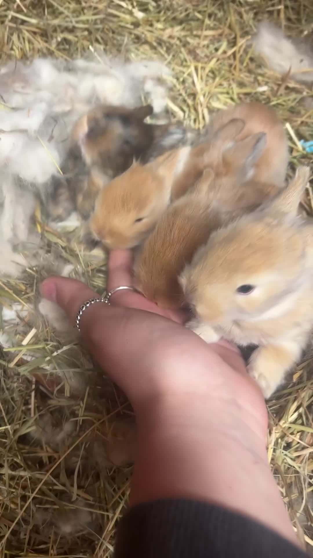 Mixed Breed rabbits for sale: Angora/ Lionhead  - Video 1