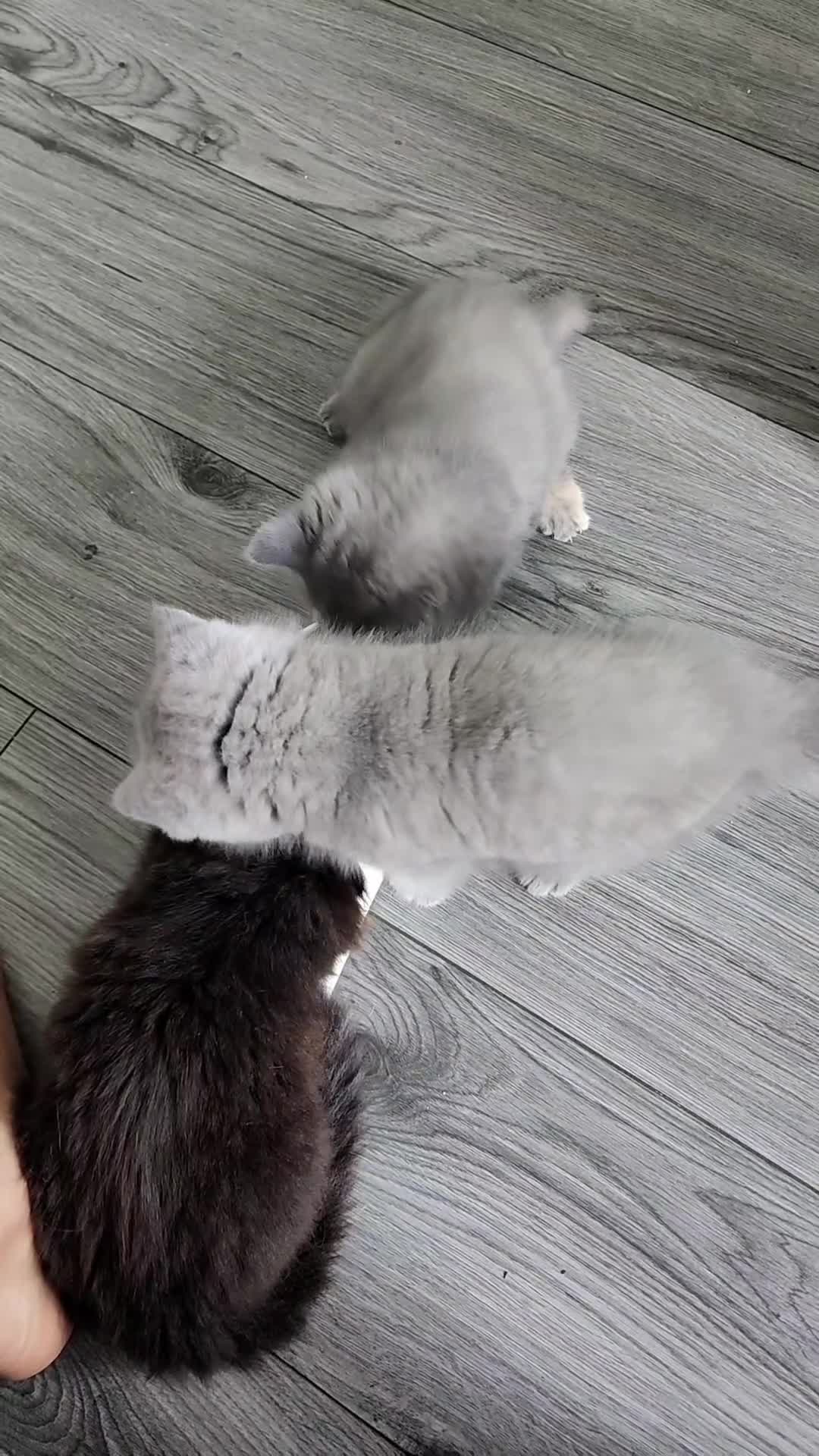 British Shorthair cats for sale: BSH Blue Kittens  - Video 5